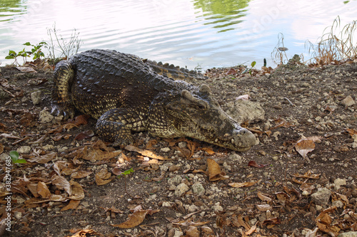 Crocodile on the shore. Cuba