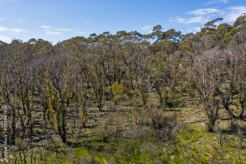 Aerial view of forest regeneration after bushfires in regional New South Wales in Australia