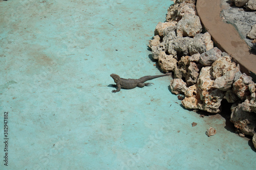 Iguana at the bottom of the pool. Cuba
