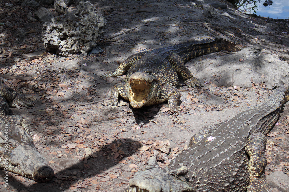 A flock of crocodiles in the aviary A flock of crocodiles in the aviary