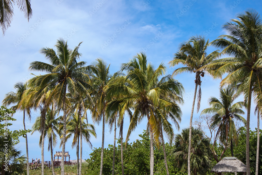 Palm trees against a blue sky. Cuba