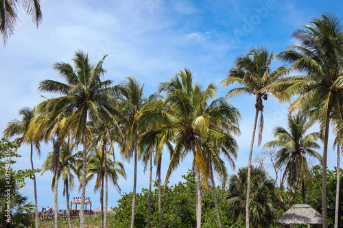 Palm trees against a blue sky. Cuba