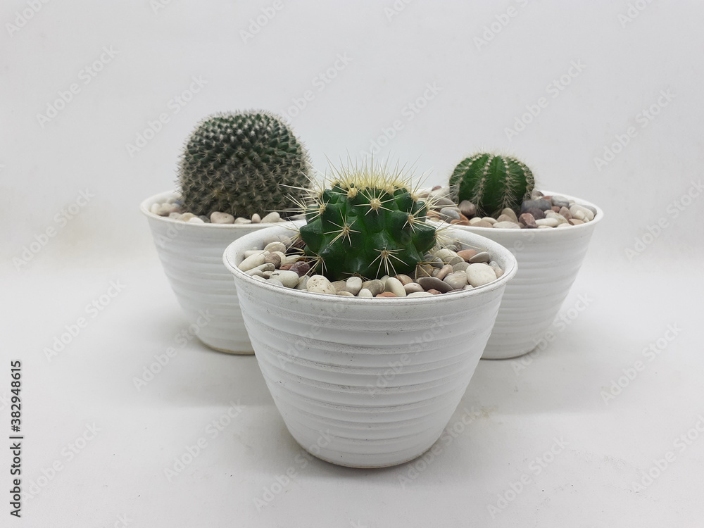 Beautiful Natural Green Cactus Plant in Clean Ceramic Pot with Stones Accessories in White Isolated Background Beautiful Natural Green Cactus Plant in Clean Ceramic Pot with Stones Accessories in White Isolated Background
