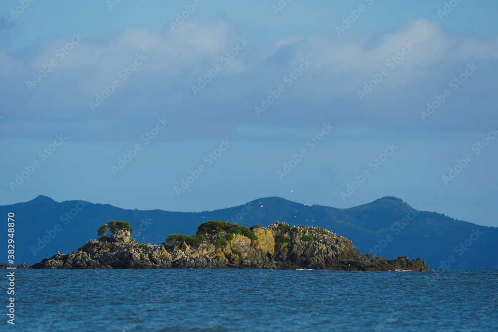 An island of birds from new zealand An island of birds from new zealand