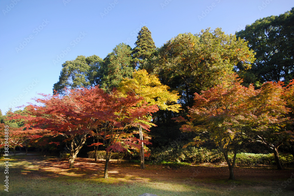 Naklejka premium 偕楽園公園もみじ谷（茨城県水戸市）