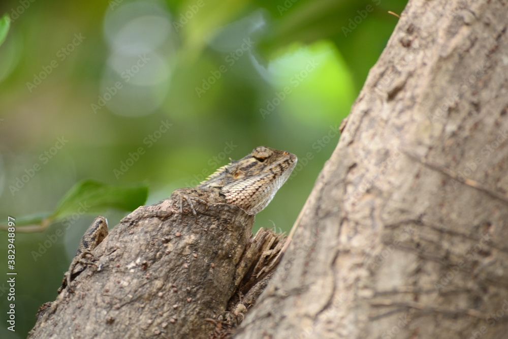 Bronchocela jubata is an animal that can adapt by changing its color according to the environment and circumstances Bronchocela jubata is an animal that can adapt by changing its color according to the environment and circumstances