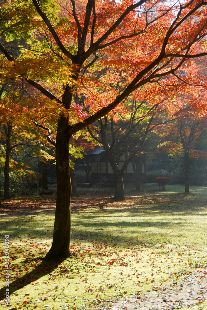 偕楽園公園もみじ谷(茨城県水戸市) 偕楽園公園もみじ谷(茨城県水戸市)