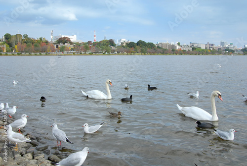 Wallpaper Mural 千波公園（茨城県水戸市） Torontodigital.ca
