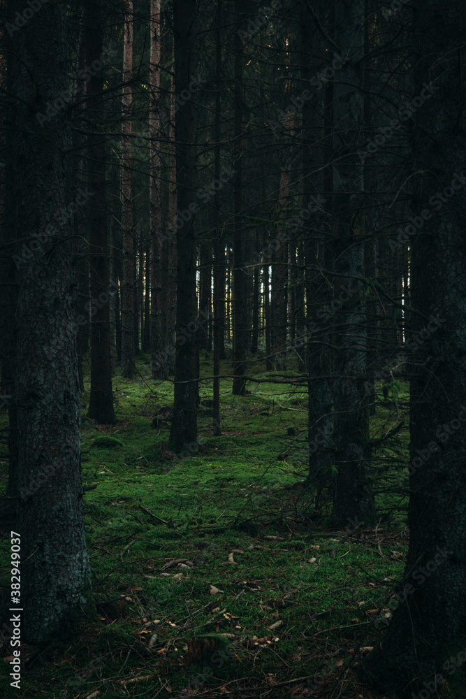 Obraz premium Wald Bäume