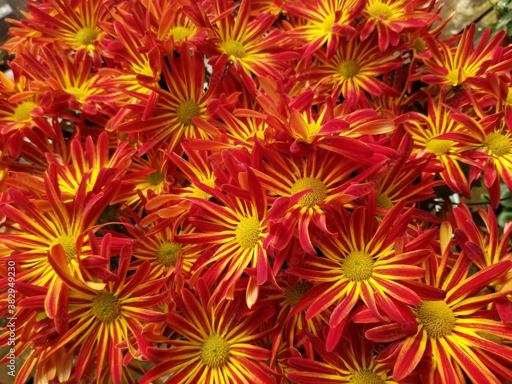 Bright red and yellow color of chrysanthemum flowers