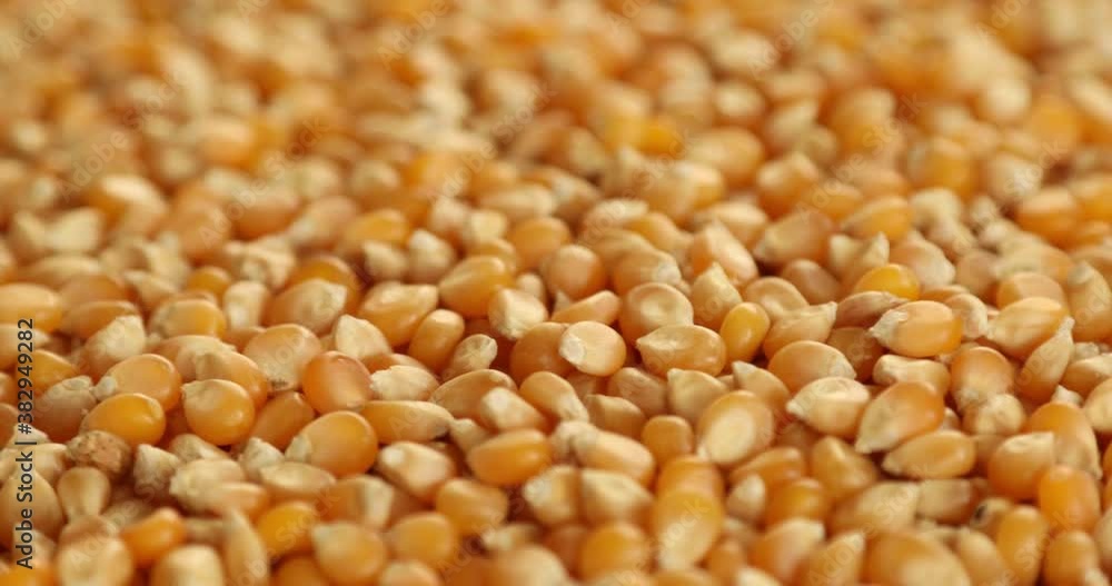Organic yellow popcorn dry food rotating Organic yellow popcorn dry food rotating