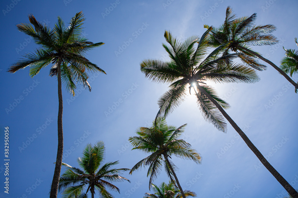 Obraz premium Beach palm trees with nice sky