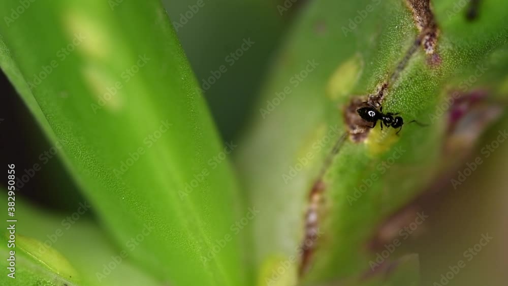 Tiny ants of the Brachymyrmex genus feed from liquid secreted by cochineals on a succulent plant. Tiny ants of the Brachymyrmex genus feed from liquid secreted by cochineals on a succulent plant.
