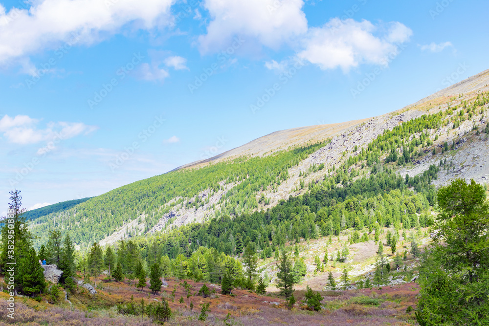 Mountain landscape with spruce forest in summer.