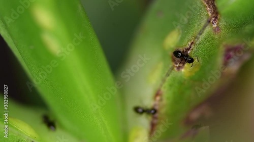 Tiny ants of the Brachymyrmex genus feed from liquid secreted by cochineals on a succulent plant. photo