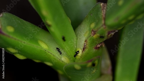 Tiny ants of the Brachymyrmex genus feed from liquid secreted by cochineals on a succulent plant. photo