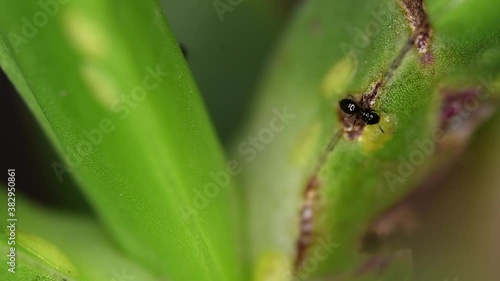 Tiny ants of the Brachymyrmex genus feed from liquid secreted by cochineals on a succulent plant. photo