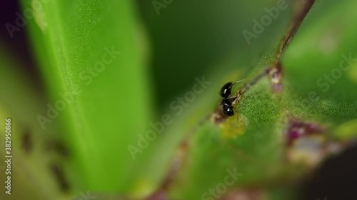 Tiny ants of the Brachymyrmex genus feed from liquid secreted by cochineals on a succulent plant. photo