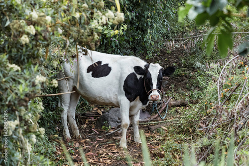 white cow with black