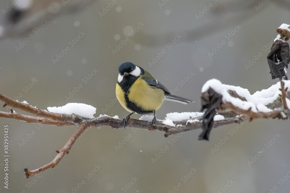 Fototapeta premium Great Tit (Parus major) in a white winter.