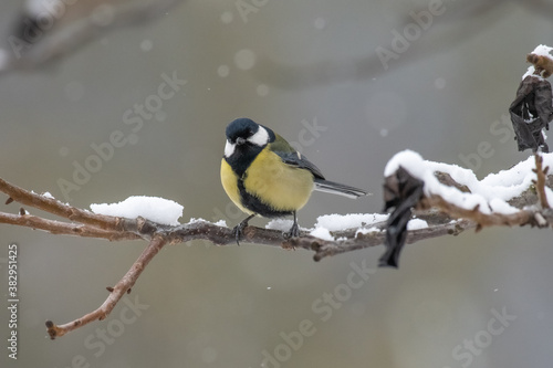 Great Tit (Parus major) in a white winter. © Tomasz