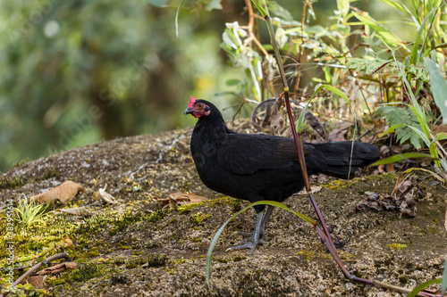 black hen