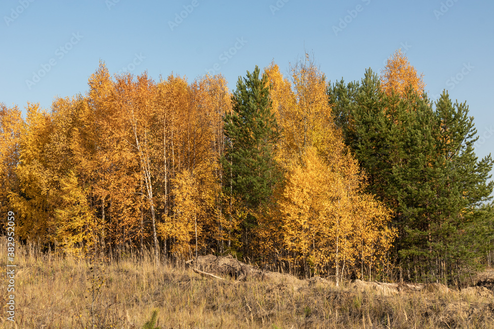 beautiful,natural trees, coniferous trees in the autumn forest,Park against the blue sky