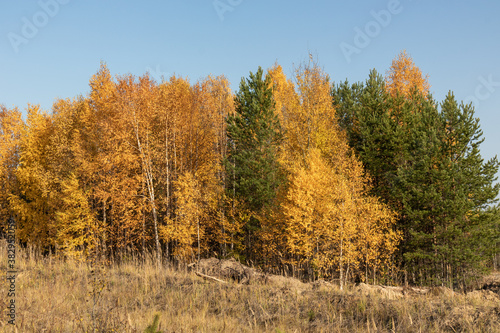 beautiful,natural trees, coniferous trees in the autumn forest,Park against the blue sky