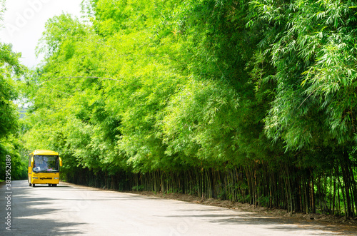 Tunnel of green bamboo forest sideways road with yellow bus