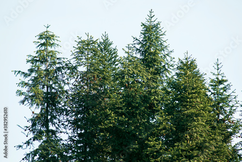 A close-up of the pine canopy © photobee