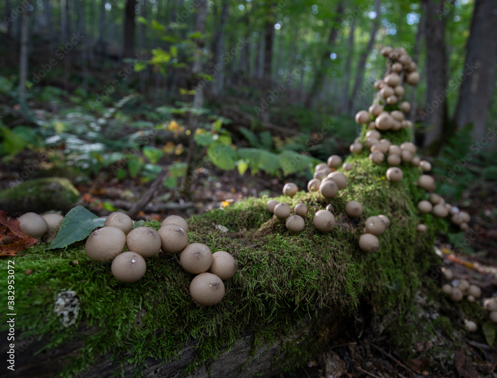 Puffball mushrooms lining a mossy log in the forest Puffball mushrooms lining a mossy log in the forest