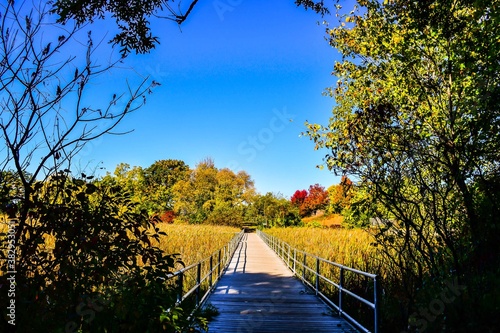 bridge in the morning