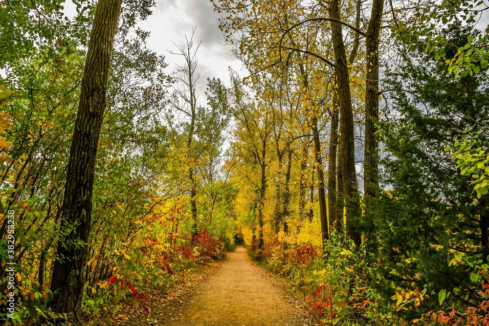 Obraz premium path in autumn forest