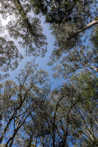 Looking at gum trees in Australia