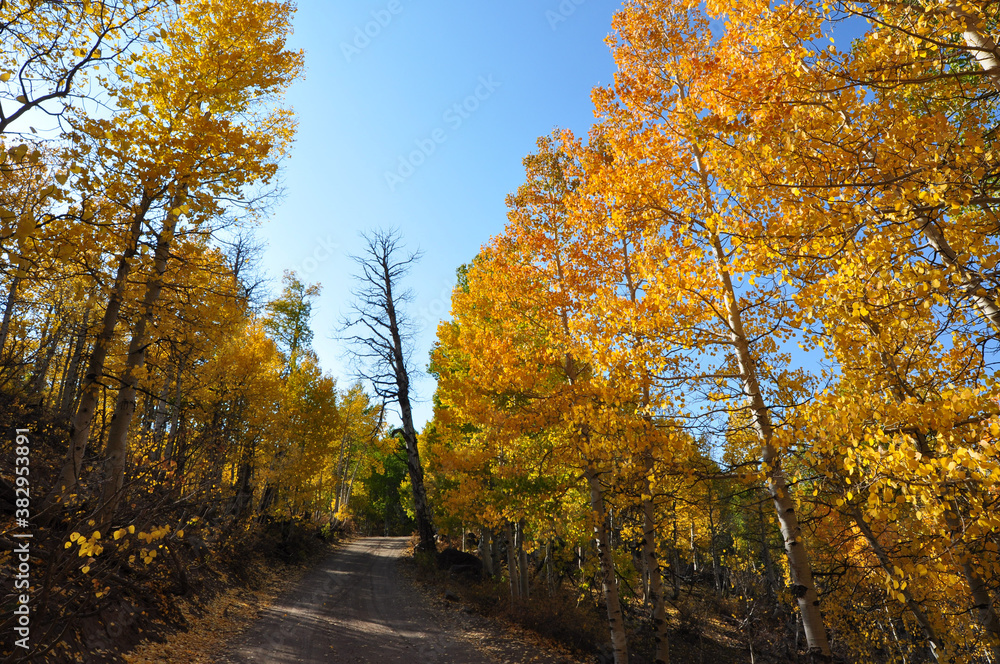 A pretty country road in California, framed on both sides by trees with colorful fall foliage A pretty country road in California, framed on both sides by trees with colorful fall foliage