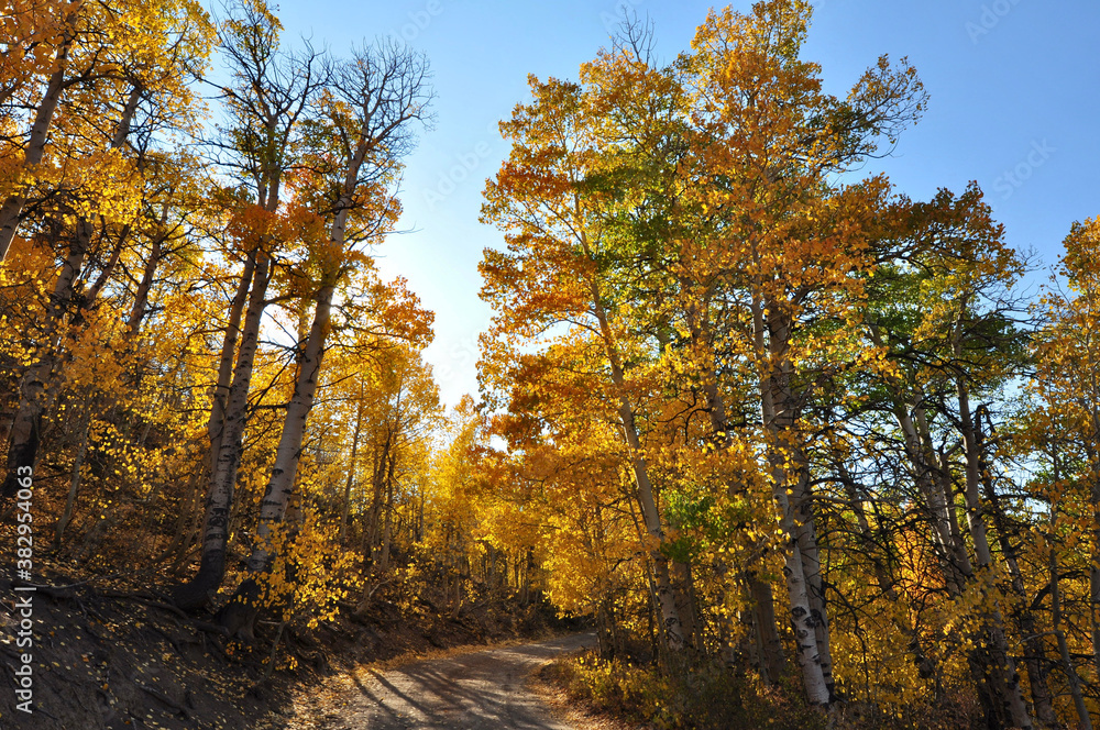 Fototapeta premium Beautiful yellow, gold and orange fall colors on a sunny autumn day