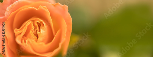 Closeup of orange rose flower with green nature background and copy space using as background cover page concept.