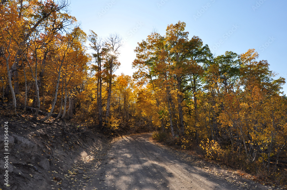 Landscape view of a dirt road in the country, framed by trees with beautiful golden and orange fall colors Landscape view of a dirt road in the country, framed by trees with beautiful golden and orange fall colors