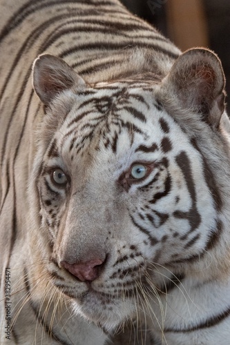 Look in the eyes of the white Tiger