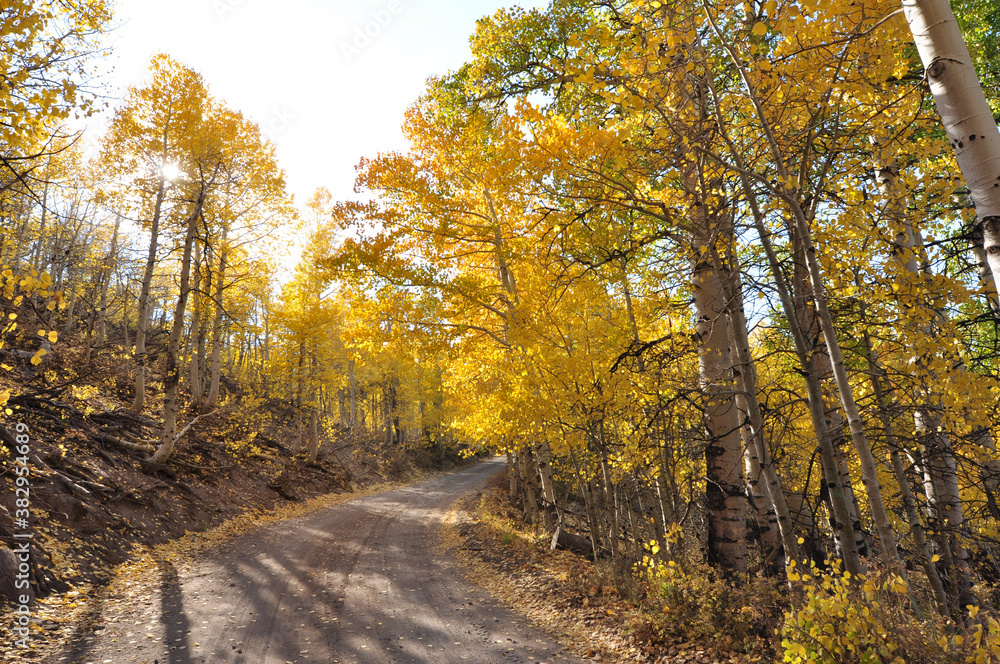Obraz premium A pretty country road in California, framed on both sides by trees with colorful fall foliage