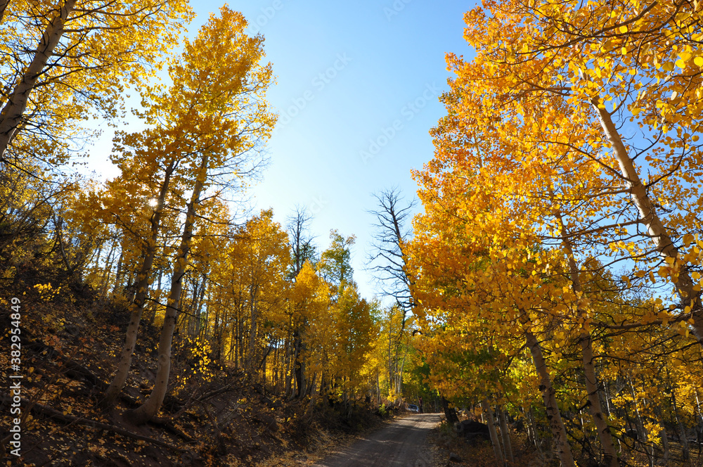 Landscape view of a dirt road in the country, framed by trees with beautiful golden and orange fall colors