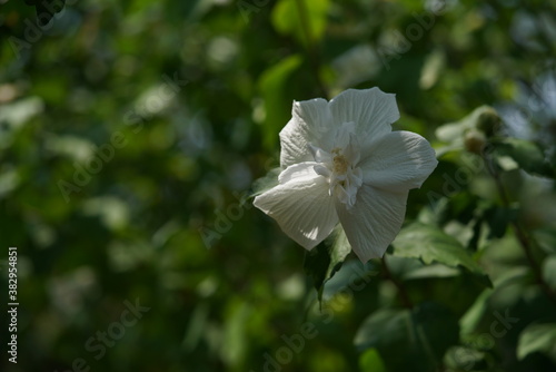 Semidouble, White Flowers of Rose of Sharon 'Bicolor' in Full Bloom
 photo