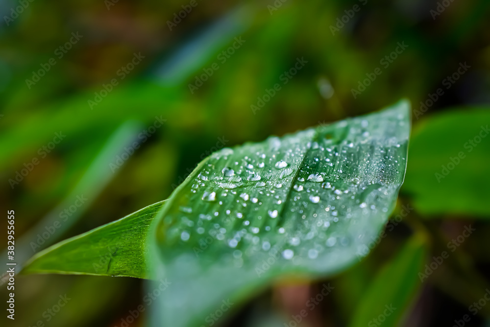 A few small drops of water are hanging on the leaves of the bamboo tree and on the small branches. A few small drops of water are hanging on the leaves of the bamboo tree and on the small branches.