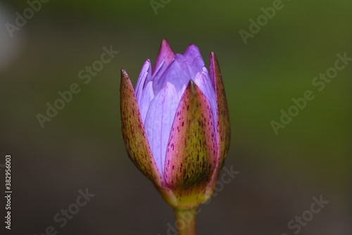 Close up photo of lotus flower