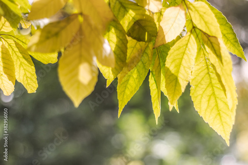 autumn leaves on a blurred background. Golden sunny autumn. Background. Selective focus