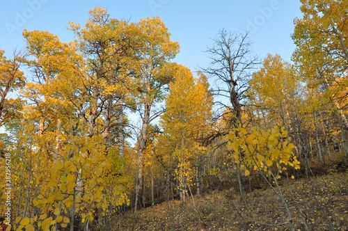 Beautiful yellow, gold and orange fall colors on a sunny autumn day