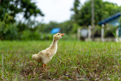 A young yellow gosling walks on the grass .