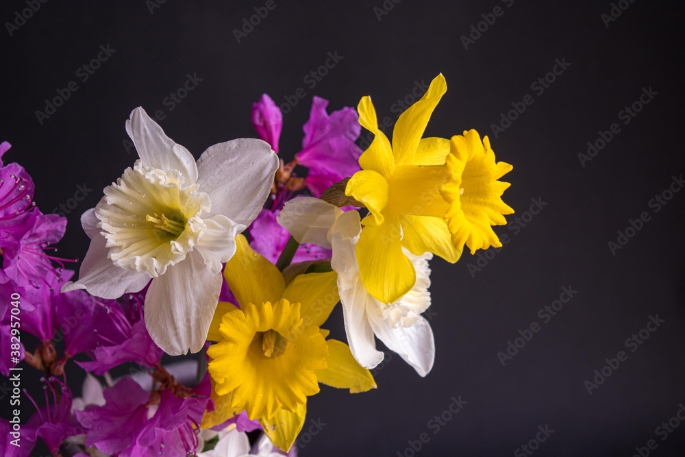 Fototapeta premium 独特の形、黄色や白い花びらの色が光に輝くラッパズイセン