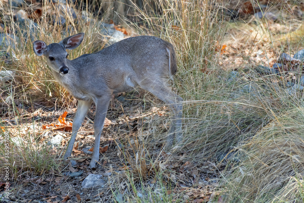 Obraz premium White-tailed Deer (Odocoileus virginianus) fawn