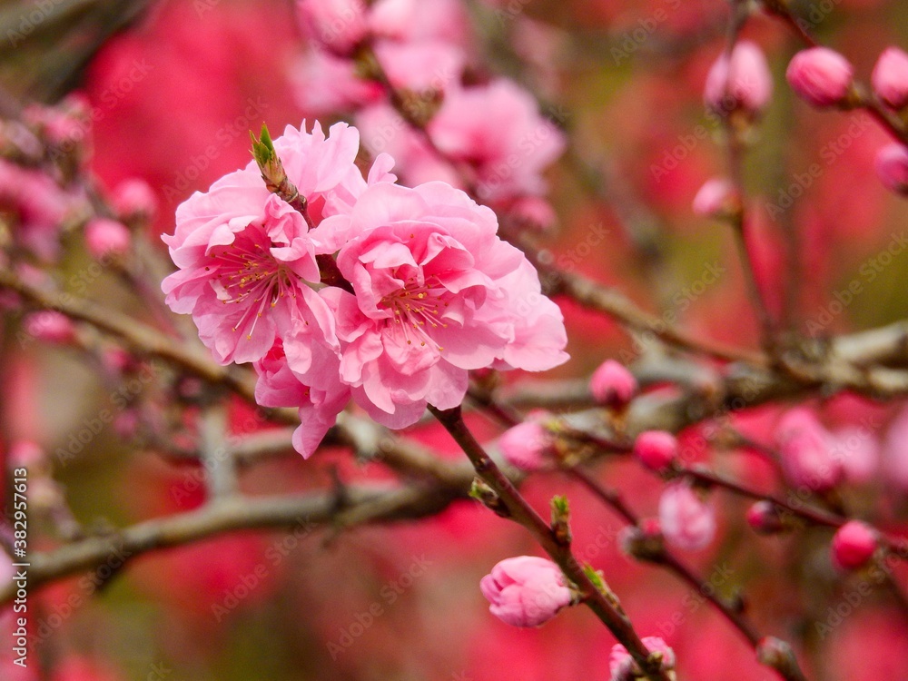 桃の果実のように淡いピンクの花が咲くハナモモ